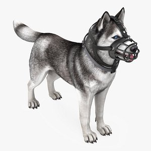 Husky in a Muzzle Baskerville Fur 3D