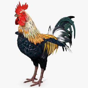 Rainbow Rooster Cock