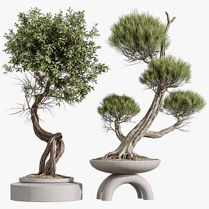 AV Indoor Plants Set 421 Ficus Microcarpa Bonsai Ginseng and Bonsai Pinus Pentaphylla Thunbergii