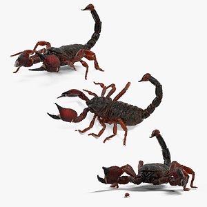 3D Realistic Scorpion Fur Animated Rigged for Maya Collection