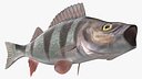 Perca Fluviatilis Rigged