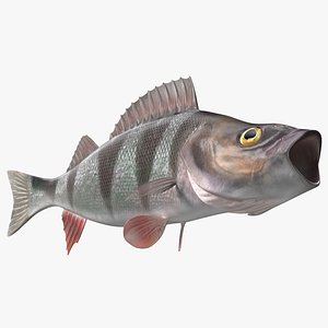 Perca Fluviatilis Rigged