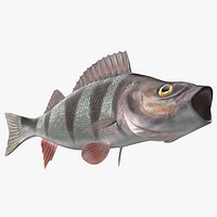 Perca Fluviatilis Rigged