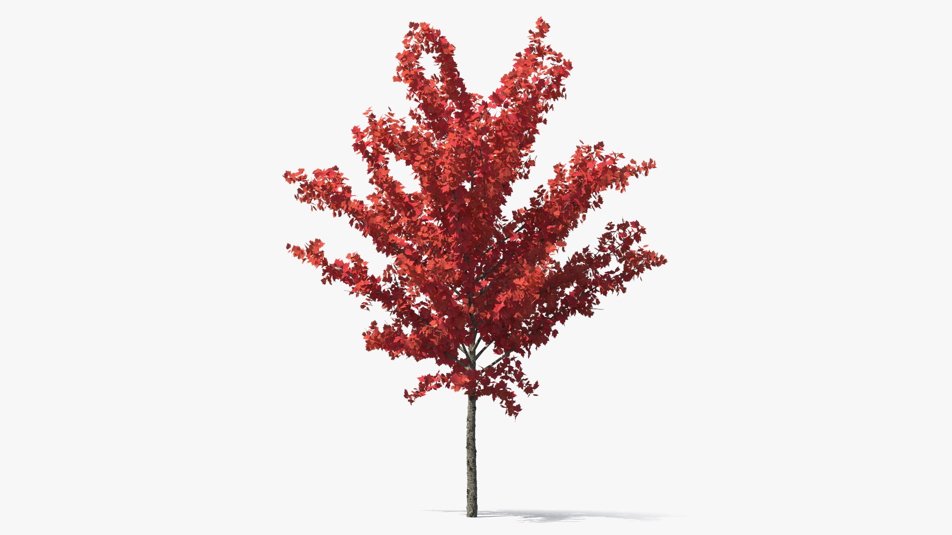 Autumn Young Maple Tree 3D model preview