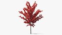 Autumn Young Maple Tree