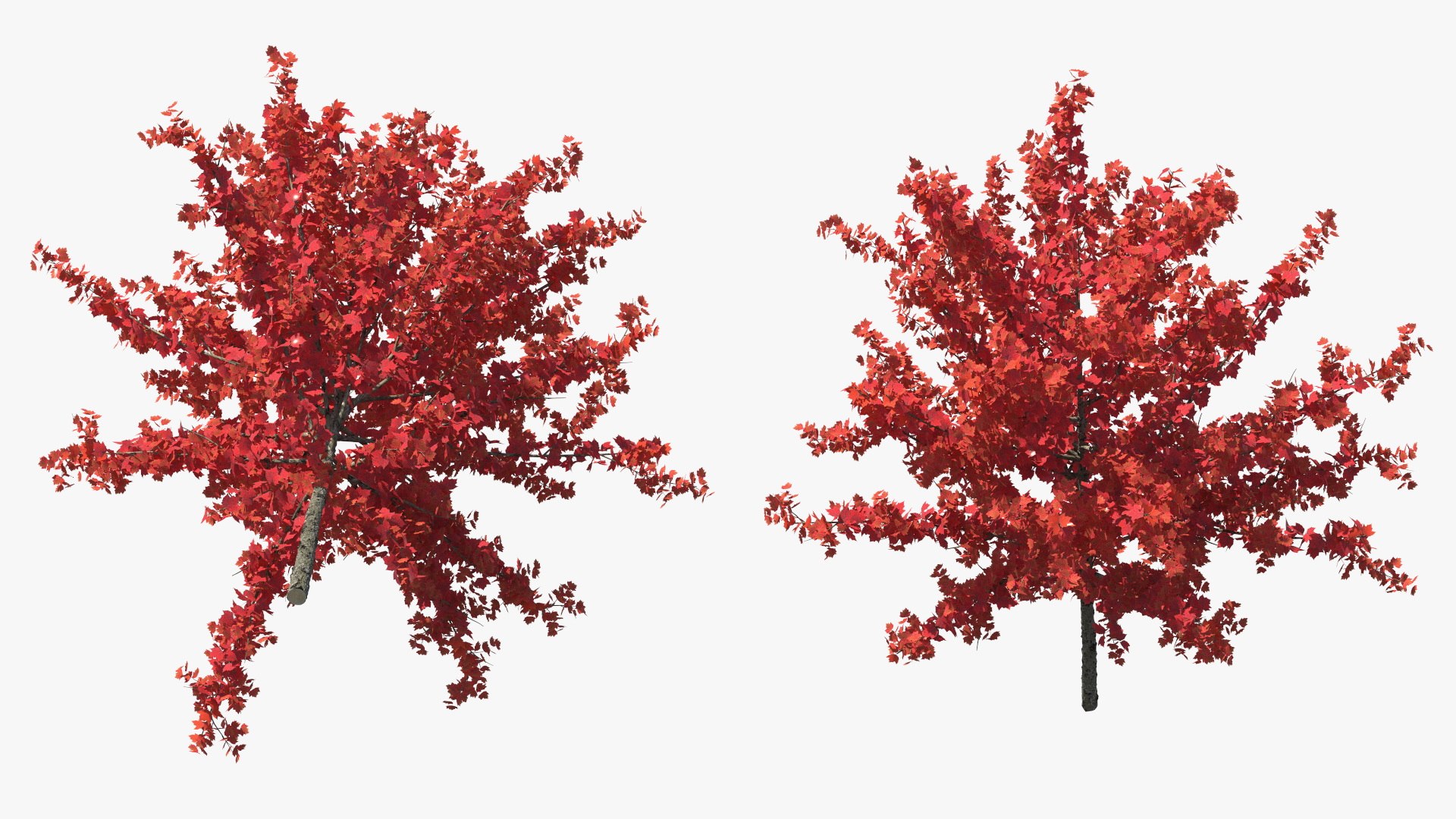 3D Autumn Young Maple Tree Model - TurboSquid 2202005