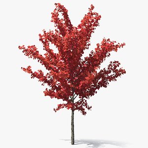 Autumn Young Maple Tree