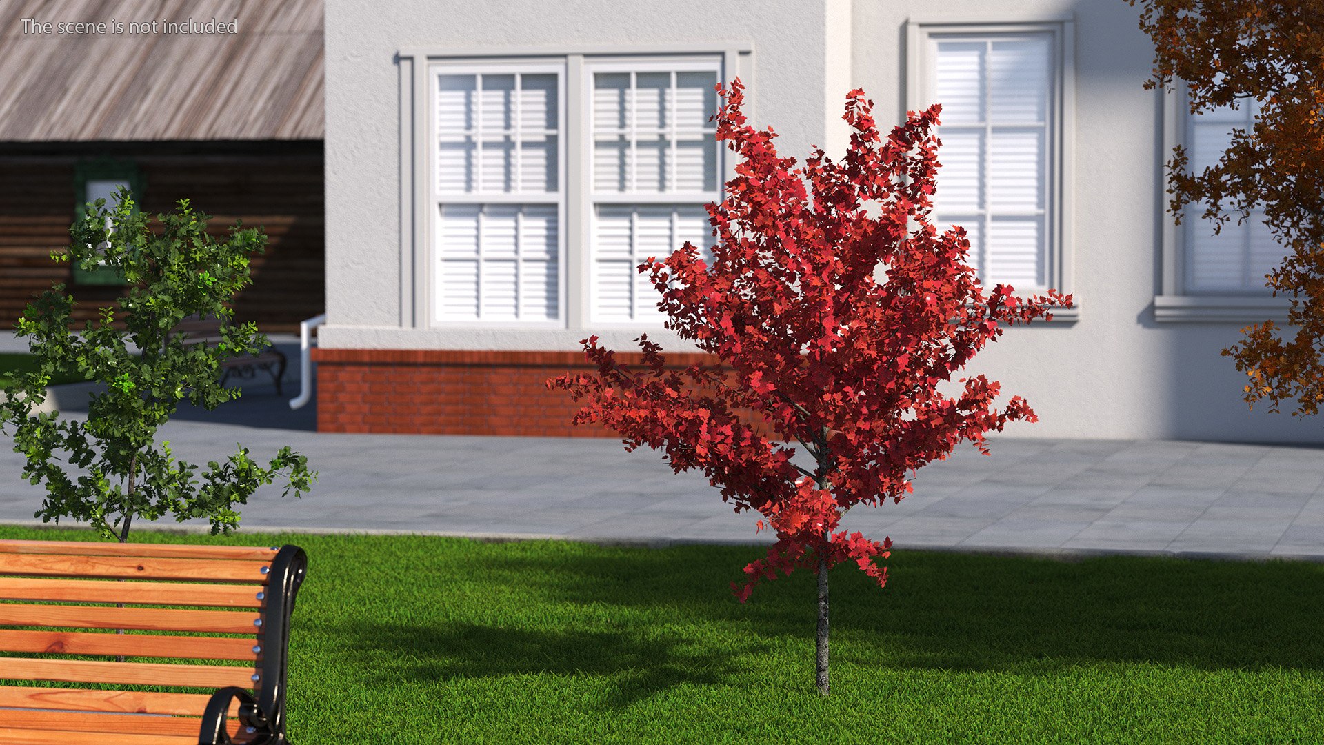 3D Autumn Young Maple Tree Model - TurboSquid 2202005