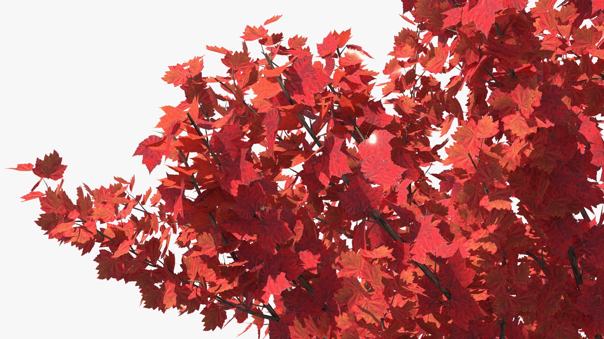 3D Autumn Young Maple Tree Model - TurboSquid 2202005