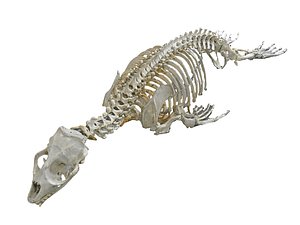 3D seal skeleton hd