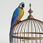 Parrot Ara