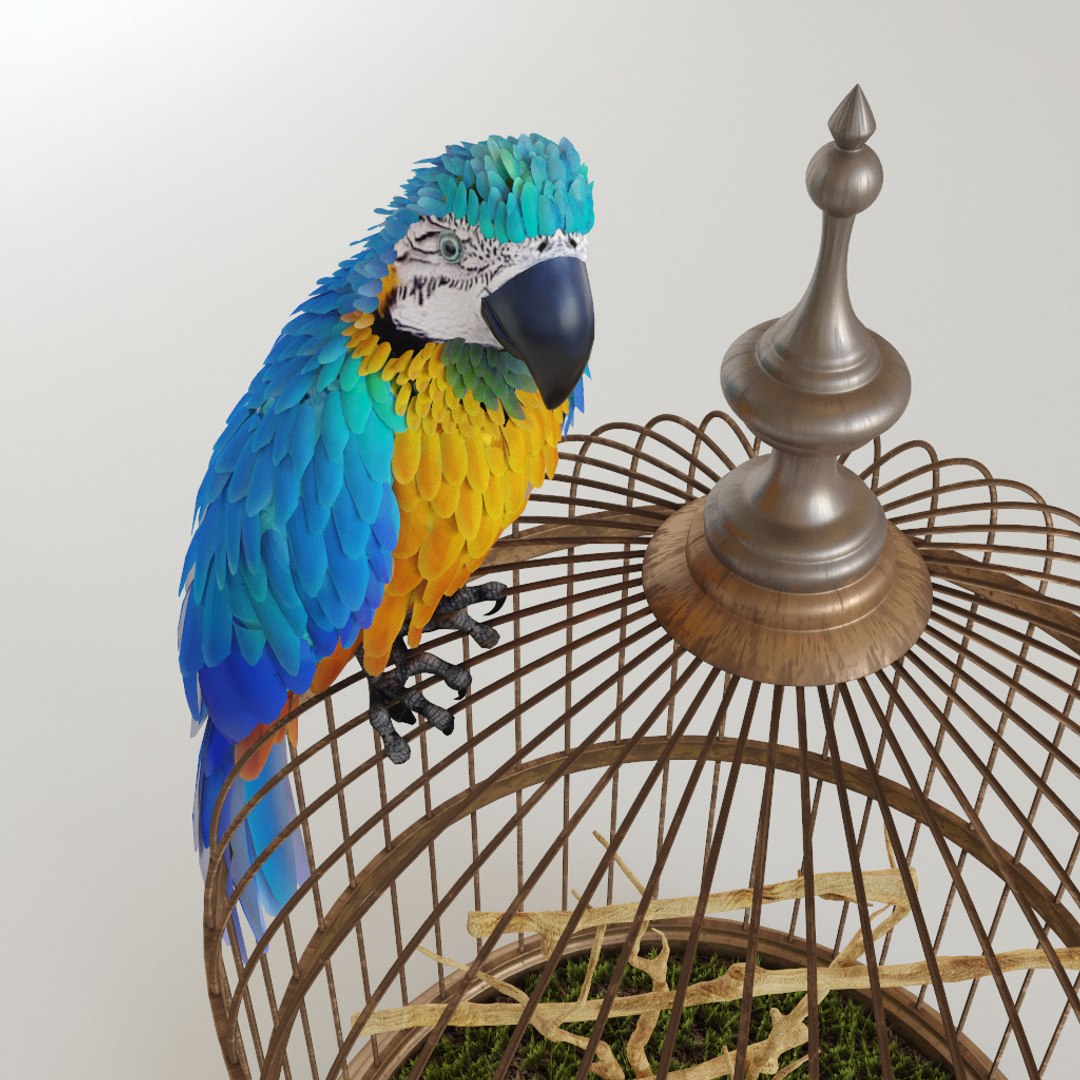 3D parrot ara model https://p.turbosquid.com/ts-thumb/g8/jLP5x1/nTycbv9c/preview4/jpg/1495192841/1920x1080/fit_q87/fb5c15127ae0646931e810e83b1a5e7a0ed475e7/preview4.jpg