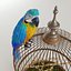 Parrot Ara