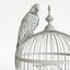 Parrot Ara