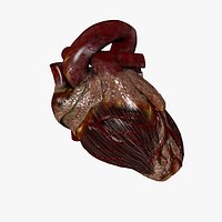 Beating Heart