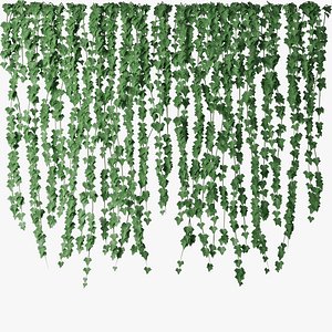 Ivy wall 04