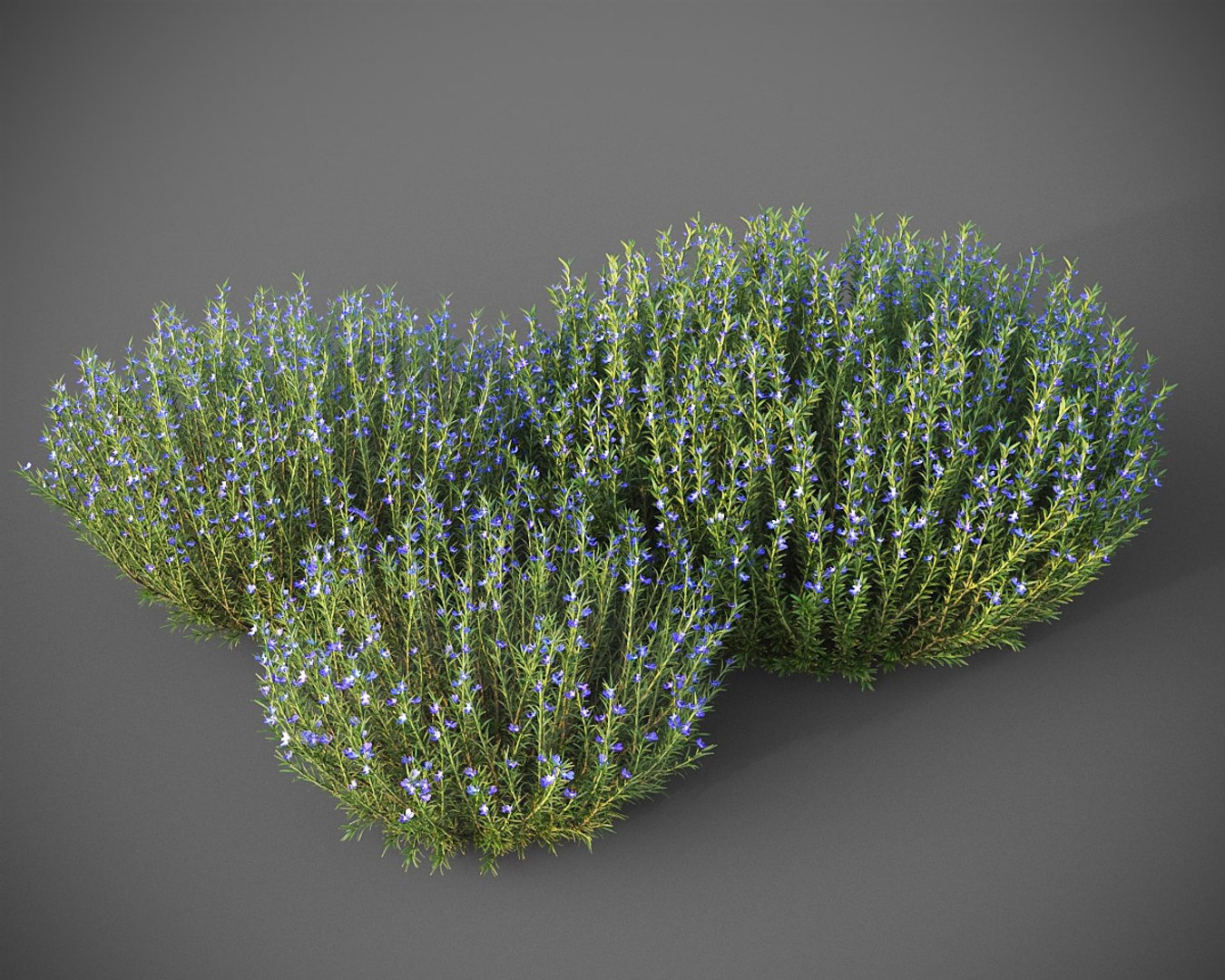 3D model XfrogPlants Rosemary - Rosmarinus Officinalis https://p.turbosquid.com/ts-thumb/g8/woVu0a/GN/rosmarinus_o07/jpg/1622739258/1920x1080/fit_q87/cff9c5c4f805235acc32eae18f0a1e1e7bfafcf1/rosmarinus_o07.jpg