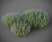 XfrogPlants Rosemary - Rosmarinus Officinalis