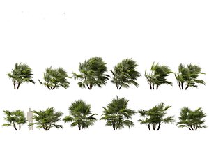 3D Chuniophoenix hainanensis - Hainan fan palm 04