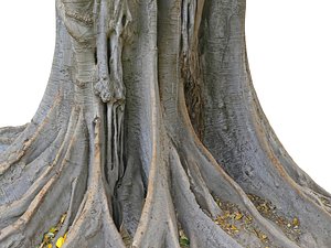 A Giant Tree In The Jungle