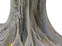 A Giant Tree In The Jungle