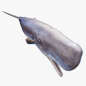 Sperm Whale 3D