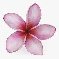Plumeria Pink