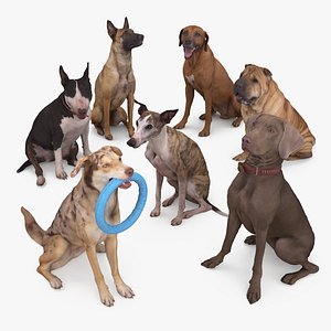 3D animals sitting dog