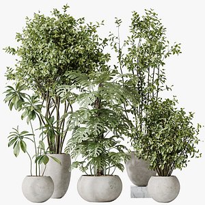 3D AV Indoor plants set 166 Beech Olea Europaea Olive Eucalyptu and Elegant Monstera Deliciosa and Ficu