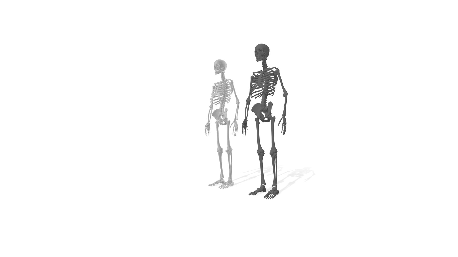 Skeletons 3D Model - TurboSquid 2229849