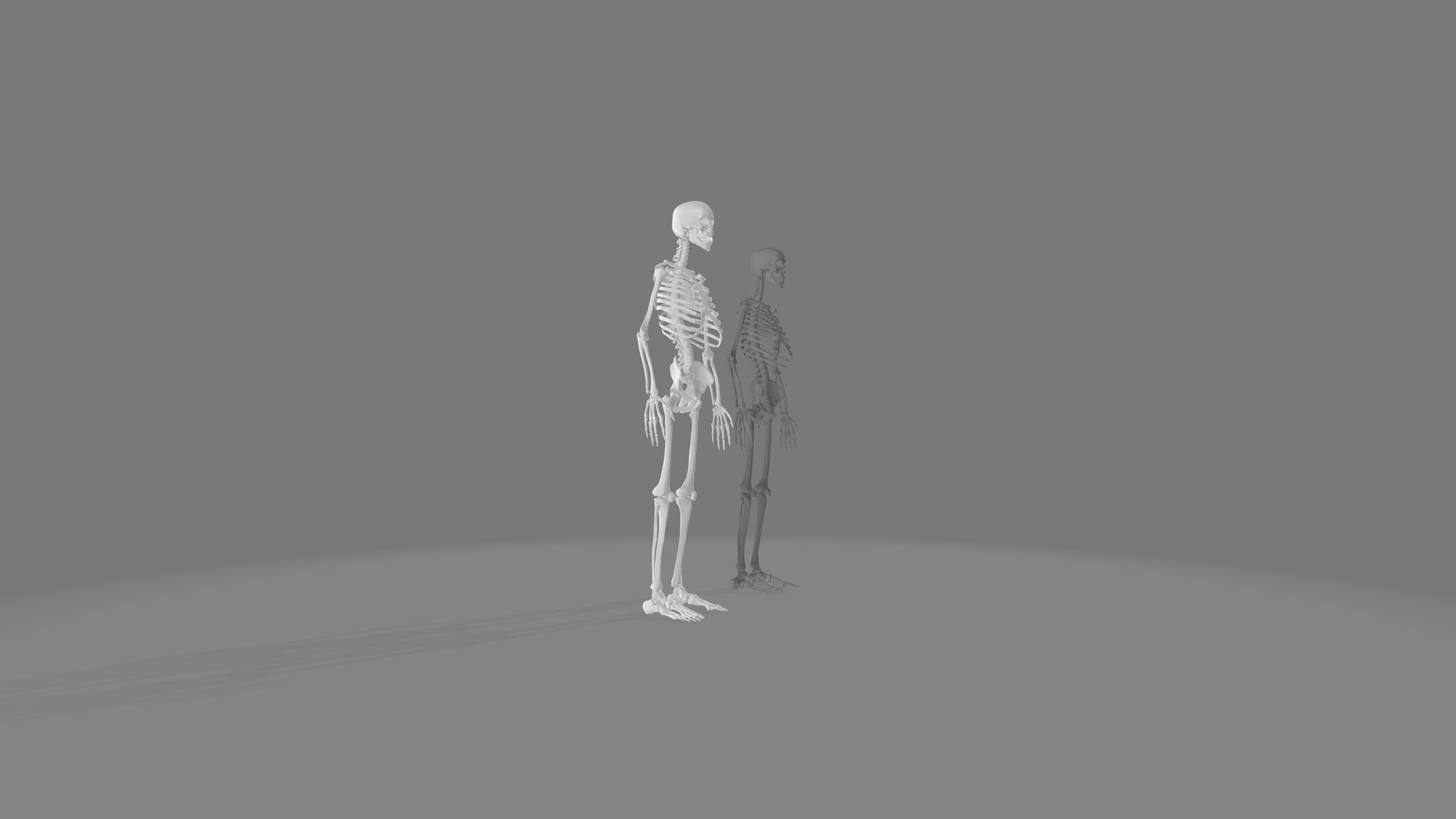 Skeletons 3D Model - TurboSquid 2229849