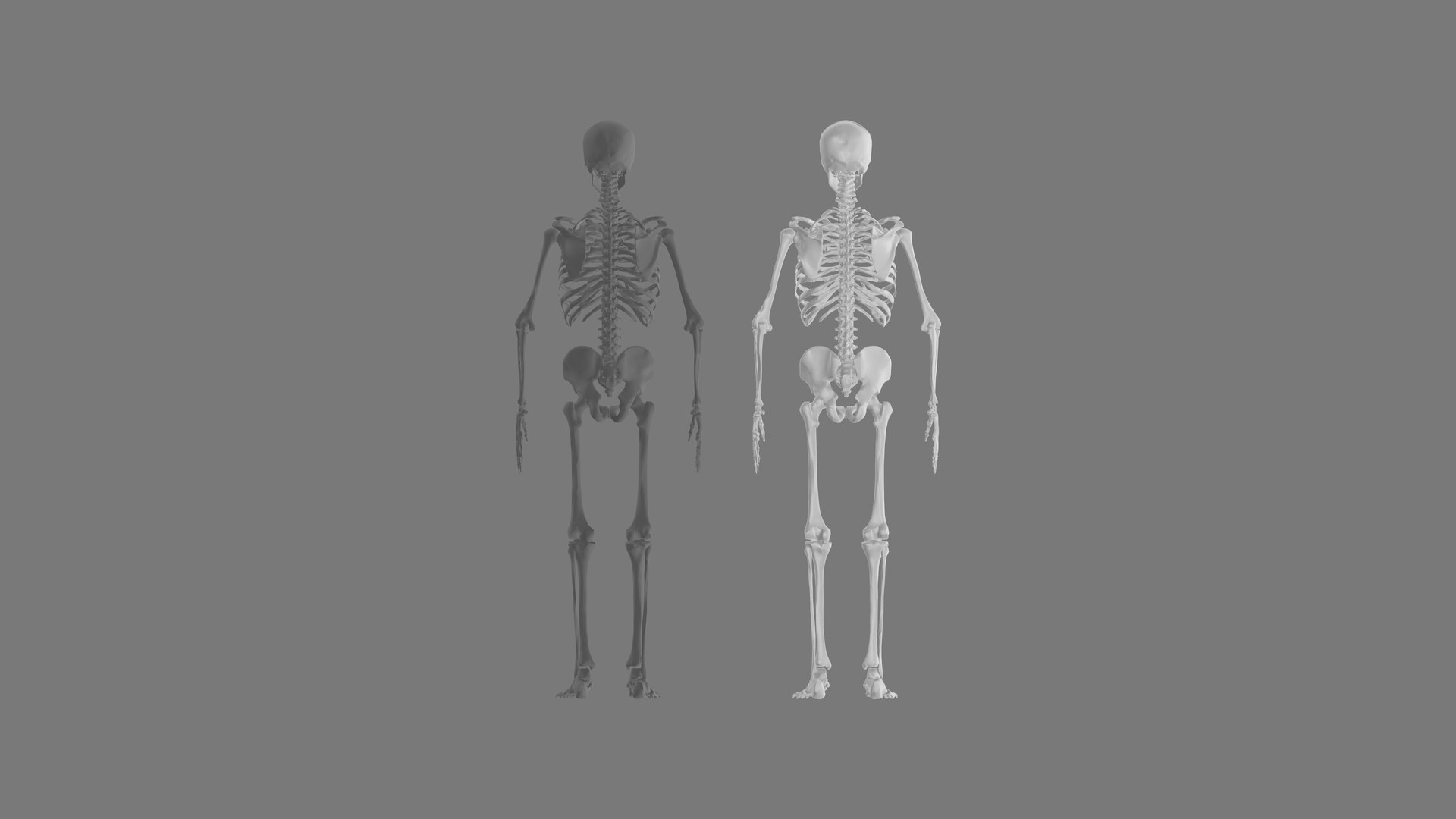 Skeletons 3D Model - TurboSquid 2229849