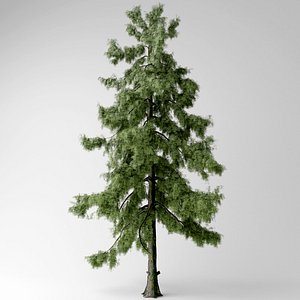 3D alaska cedar tree