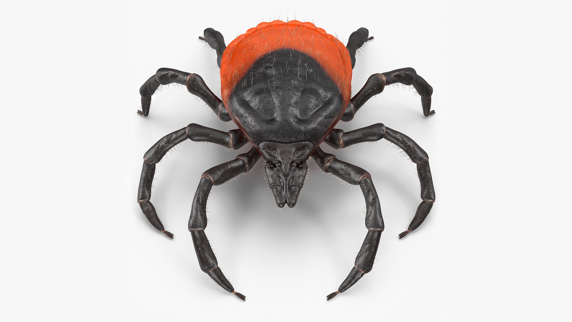 Tick Fur 3D model preview