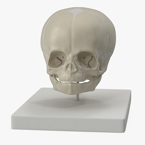 Full-Term Fetal Skull Plastic Medical Display 3D model