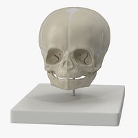 Full-Term Fetal Skull Plastic Medical Display