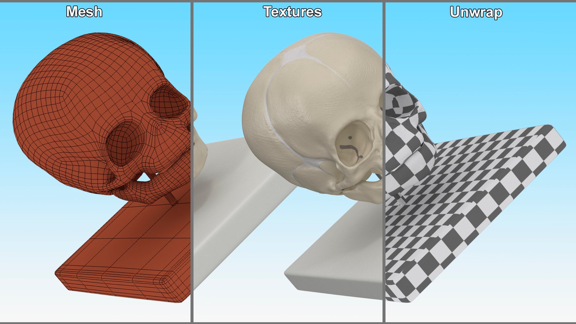 Full-Term Fetal Skull Plastic Medical Display 3D model https://p.turbosquid.com/ts-thumb/g9/L6blBz/sa/fullterm_fetal_skull_plastic_medical_display_011/jpg/1747658914/1920x1080/fit_q87/1957faff3c43d736abcde26d2a4add6cf216fe25/fullterm_fetal_skull_plastic_medical_display_011.jpg