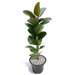 plant including pot 3d model