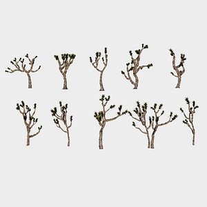 3D 10 in 1 Desert Plants Collection 02 Joshua Tree