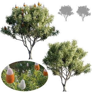 Banksia prionotes - Acorn banksia 01