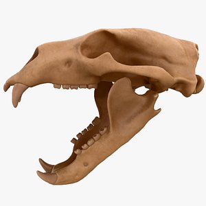 Skull Bear 4K
