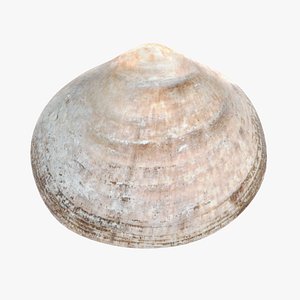3D model clam pbr