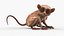 Seated Tarsier Fur for Cinema 4D