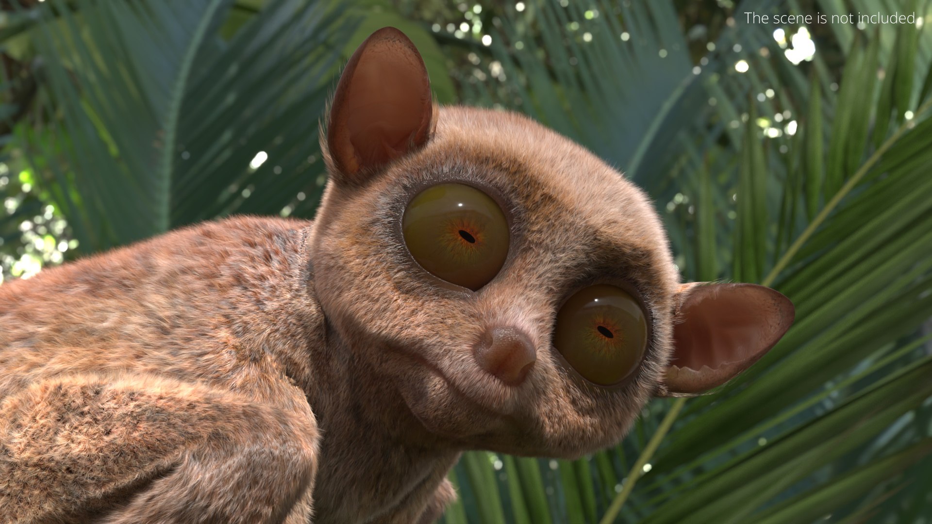 Seated Tarsier Fur for Cinema 4D 3D model https://p.turbosquid.com/ts-thumb/gA/WlqXH7/7p/seated_tarsier_fur_003/jpg/1772089075/1920x1080/fit_q87/37c12d2912d4a23d244cef6c4c773917ceb11855/seated_tarsier_fur_003.jpg