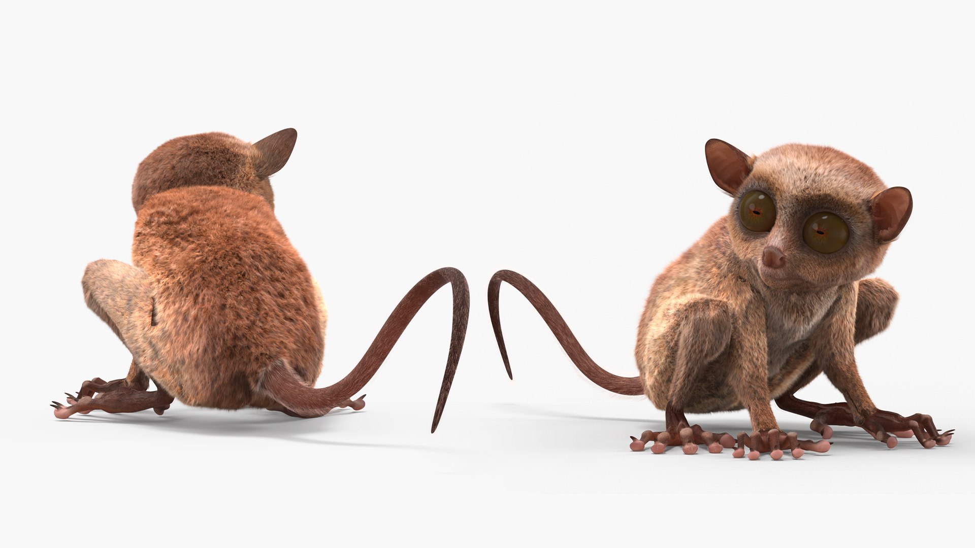 Seated Tarsier Fur for Cinema 4D 3D model https://p.turbosquid.com/ts-thumb/gA/WlqXH7/TJ/seated_tarsier_fur_005/jpg/1772089081/1920x1080/fit_q87/ae0e0b7e59f669ed47d3be12cb6619c56acf3a82/seated_tarsier_fur_005.jpg