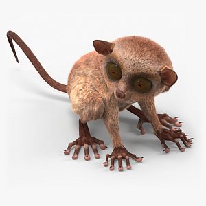 Seated Tarsier Fur for Cinema 4D 3D model