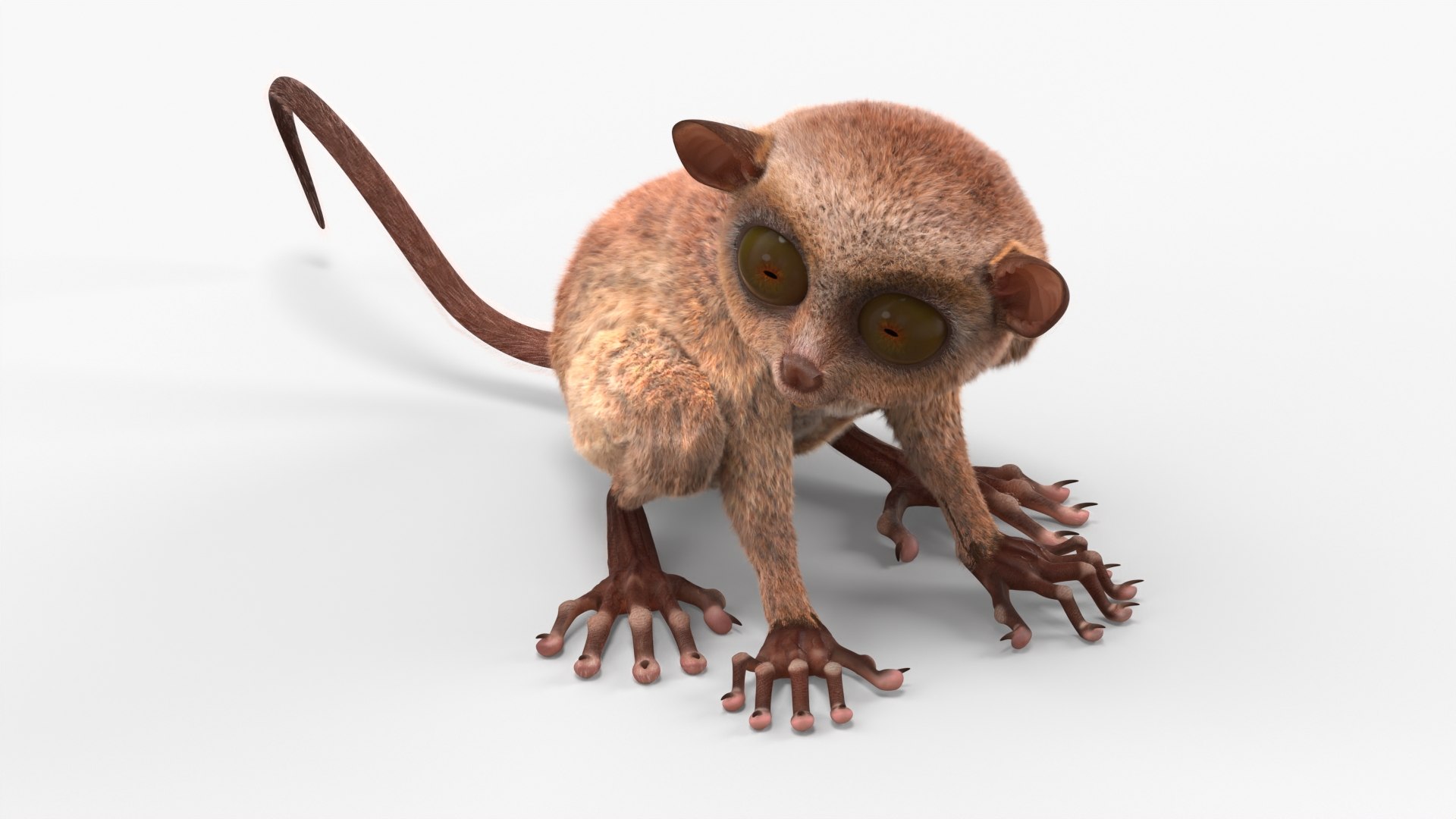Seated Tarsier Fur for Cinema 4D 3D model https://p.turbosquid.com/ts-thumb/gA/WlqXH7/aE/seated_tarsier_fur_006/jpg/1772089084/1920x1080/fit_q87/f772f5f485a2678e53c435316e724c7ce46bec68/seated_tarsier_fur_006.jpg