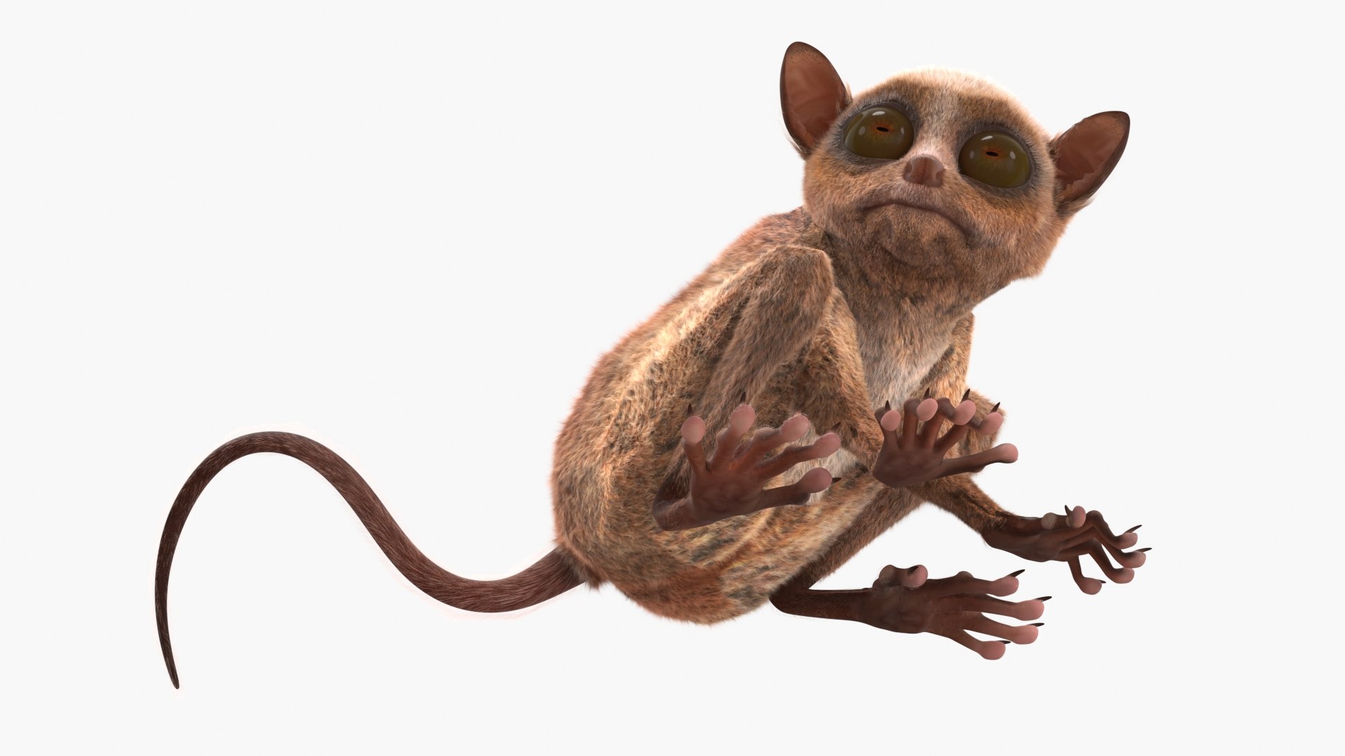 Seated Tarsier Fur for Cinema 4D 3D model https://p.turbosquid.com/ts-thumb/gA/WlqXH7/cr/seated_tarsier_fur_008/jpg/1772089090/1920x1080/fit_q87/606b0d0b755148ddb904f907ce6b3b92c71969d2/seated_tarsier_fur_008.jpg