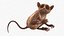 Seated Tarsier Fur for Cinema 4D
