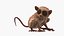 Seated Tarsier Fur for Cinema 4D